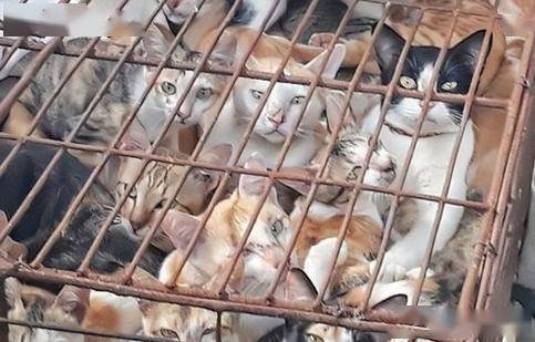 猫不惜跨国走私：从舌尖陋习到社会撕裂麻将胡了app越南一年狂吃400万只