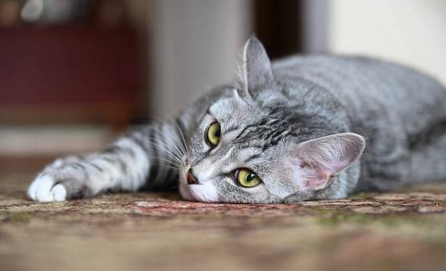 养久”了不能送人原因很真实！麻将胡了网址老人说：猫咪“